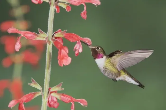 Framed Print : Broad-tailed Hummingbird, Selasphorus platycercus, male in flight feeding on Red Sage (Salvia sp Framed Print : Broad-tailed Hummingbird, Selasphorus platycercus, male in flight feeding on Red Sage (Salvia sp