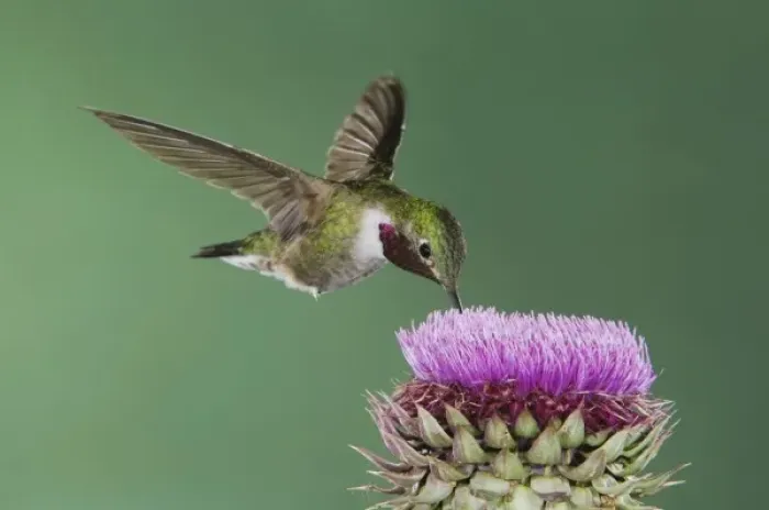 Framed Print : Broad-tailed Hummingbird, Selasphorus platycercus, male in flight feeding on Musk Thistle Framed Print : Broad-tailed Hummingbird, Selasphorus platycercus, male in flight feeding on Musk Thistle
