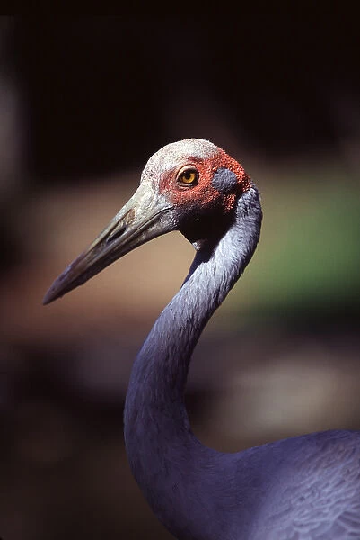 The brolga (Grus rubicunda) is one of Australias species of crane. Port Douglas