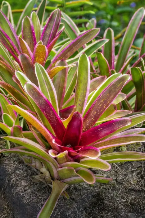Framed Print : Bromeliad Framed Print : Bromeliad