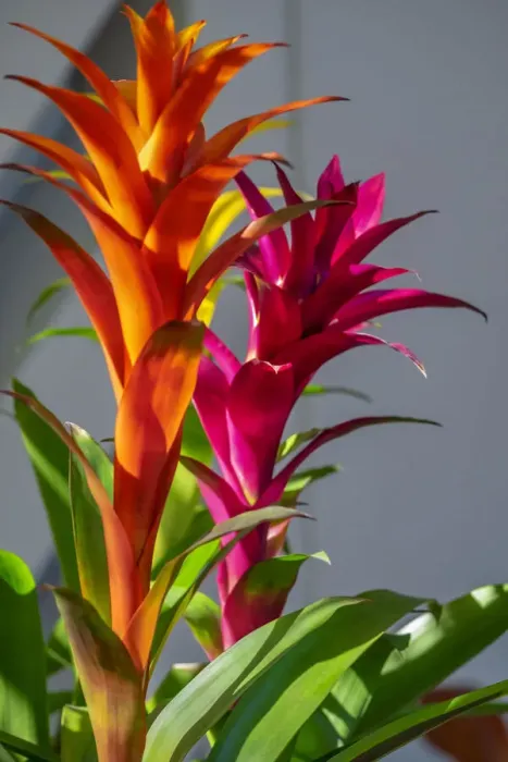 Framed Print : Bromeliad Framed Print : Bromeliad