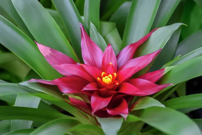 Framed Print : Bromeliad Framed Print : Bromeliad