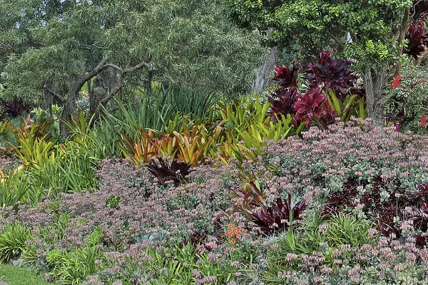 Bromeliad planting on hillside, Upcountry, Maui, Hawaii
