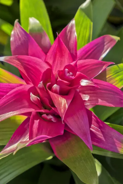 Framed Print : Bromeliad, USA Framed Print : Bromeliad, USA