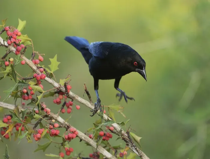 Framed Print : Bronzed Cowbird (Molothrus aeneus), adult landing on Agarita (Berberis trifoliolata) with berries Framed Print : Bronzed Cowbird (Molothrus aeneus), adult landing on Agarita (Berberis trifoliolata) with berries