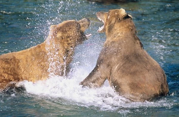 Brooks River, Katmai National Park, Alaska. Two male Alaskan Brown Bears (Ursus arctos)