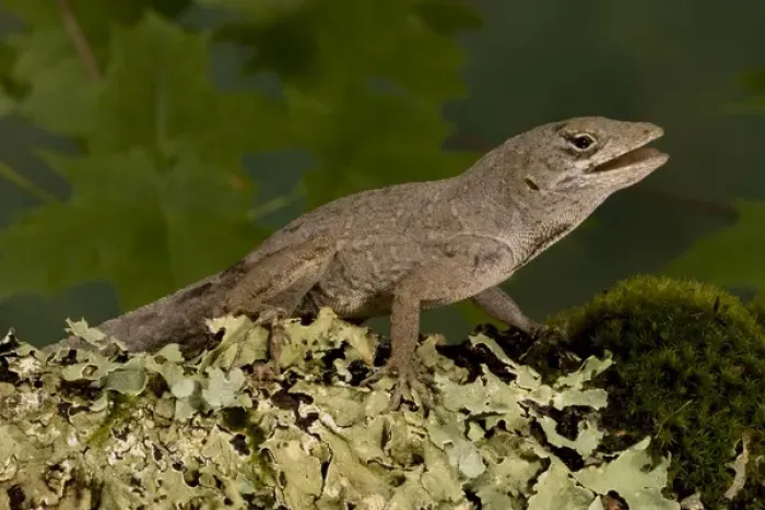 Framed Print : Brown Anole, Anolis sagrei, resting on moss. SE USA, Controlled Situation
