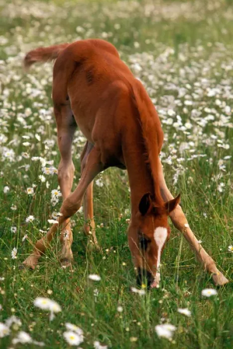 Framed Print : A brown Arabian foal eating grass amid white wildflowers Framed Print : A brown Arabian foal eating grass amid white wildflowers