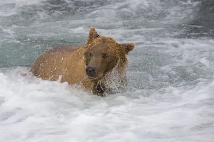 Framed Print : Brown Bear catching salmon at Brooks Falls, Katmai National Park, Alaska, USA