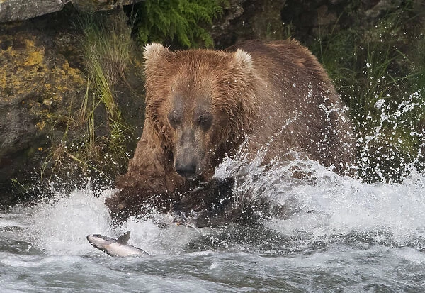 Brown Bear catching salmon at Brooks Falls, Katmai National Park, Alaska, USA