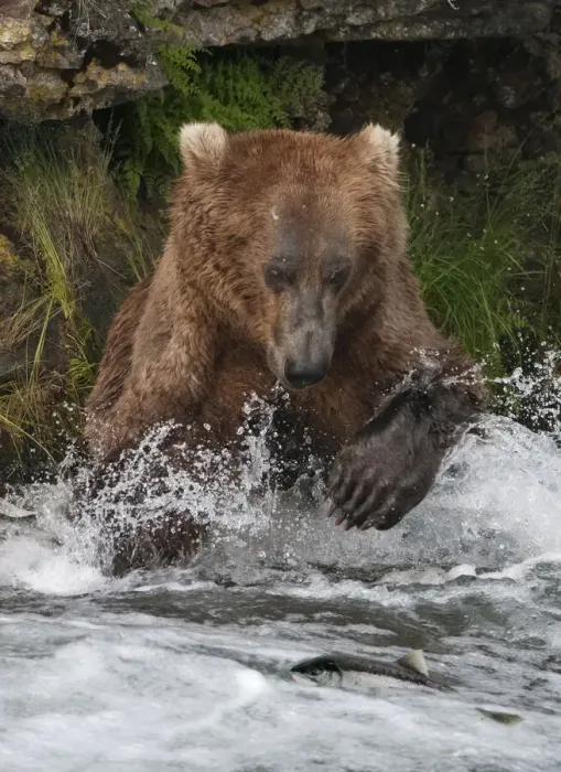 Framed Print : Brown Bear catching salmon at Brooks Falls, Katmai National Park, Alaska, USA Framed Print : Brown Bear catching salmon at Brooks Falls, Katmai National Park, Alaska, USA