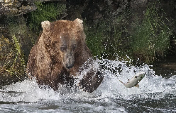 Brown Bear catching salmon at Brooks Falls, Katmai National Park, Alaska, USA