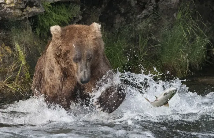 Framed Print : Brown Bear catching salmon at Brooks Falls, Katmai National Park, Alaska, USA