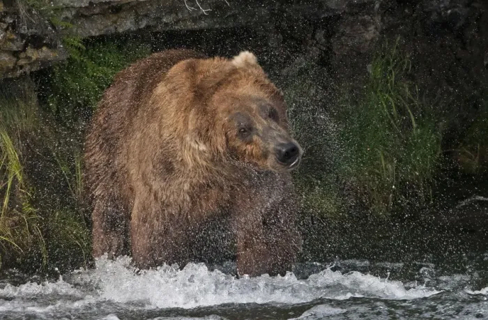 Framed Print : Brown Bear catching salmon at Brooks Falls, Katmai National Park, Alaska, USA Framed Print : Brown Bear catching salmon at Brooks Falls, Katmai National Park, Alaska, USA