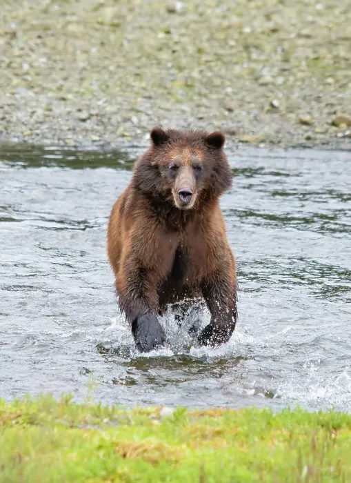 Framed Print : Brown bear chases after a salmon dinner at Pack Creek Framed Print : Brown bear chases after a salmon dinner at Pack Creek