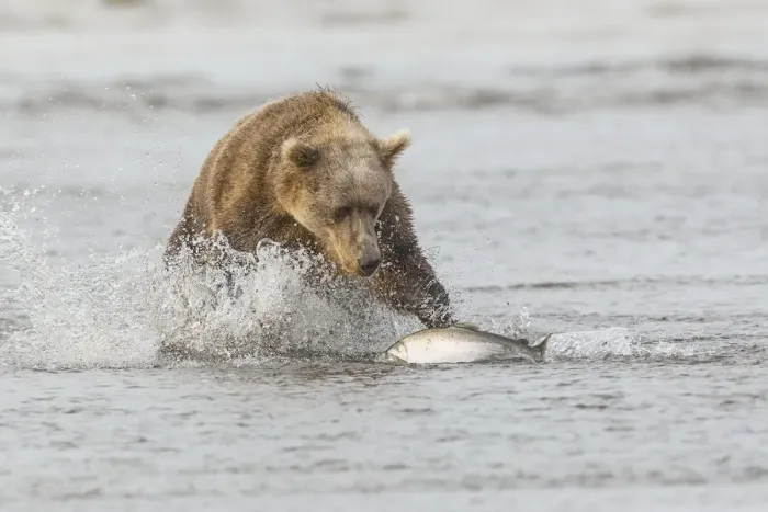Framed Print : Brown bear chasing salmon, Silver Salmon Creek, Lake Clark National Park, Alaska Framed Print : Brown bear chasing salmon, Silver Salmon Creek, Lake Clark National Park, Alaska