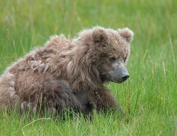 Brown bear cub eating sedge grasses