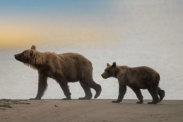 Brown bear cub and sow walk a Cook Inlet beach