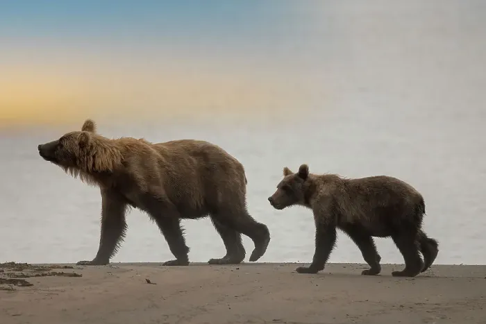 Framed Print : Brown bear cub and sow walk a Cook Inlet beach