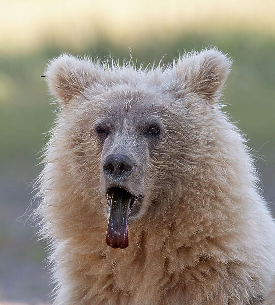 Brown bear cub sticking out its tongue