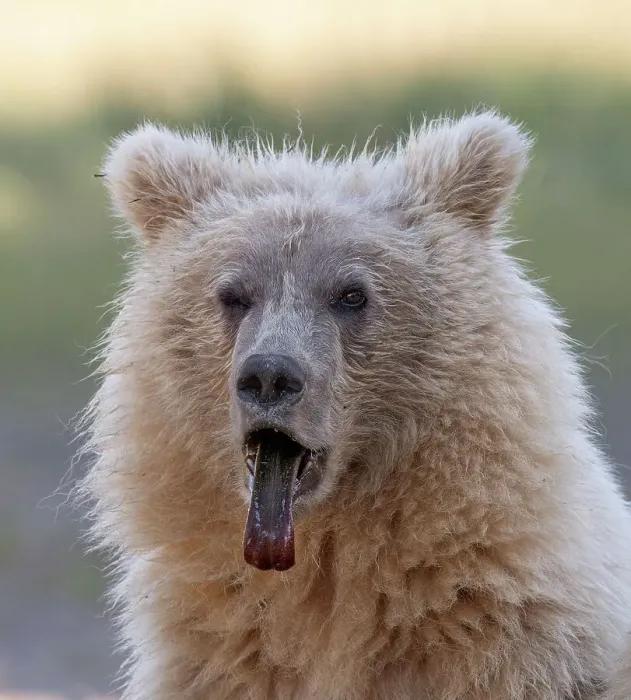 Framed Print : Brown bear cub sticking out its tongue Framed Print : Brown bear cub sticking out its tongue