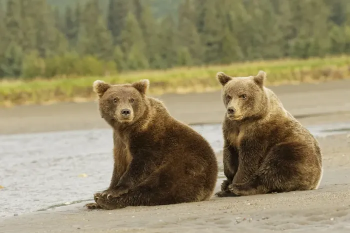 Framed Print : Brown bear cubs nursing, Silver Salmon Creek, Lake Clark National Park, Alaska Framed Print : Brown bear cubs nursing, Silver Salmon Creek, Lake Clark National Park, Alaska