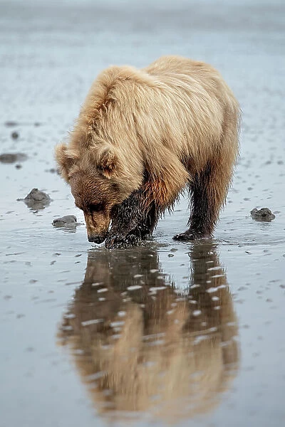 Brown bear digs for clams in the mud of Cook Inlet