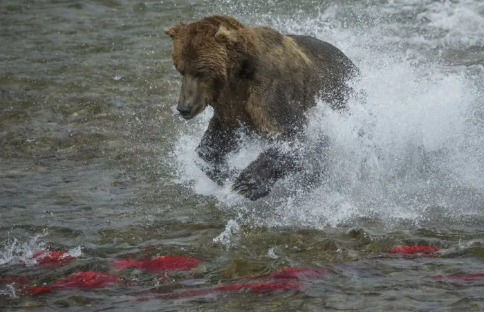Framed Print : Brown bear fishing, Katmai National Park, Alaska, USA Framed Print : Brown bear fishing, Katmai National Park, Alaska, USA
