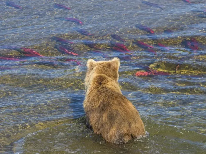 Framed Print : Brown bear fishing in shallow waters, Katmai National Park, Alaska, USA