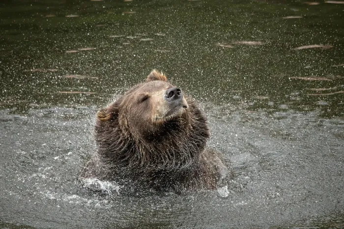 Framed Print : Brown bear at Fortress of the Bear, a rescue center in Sitka, shakes off water
