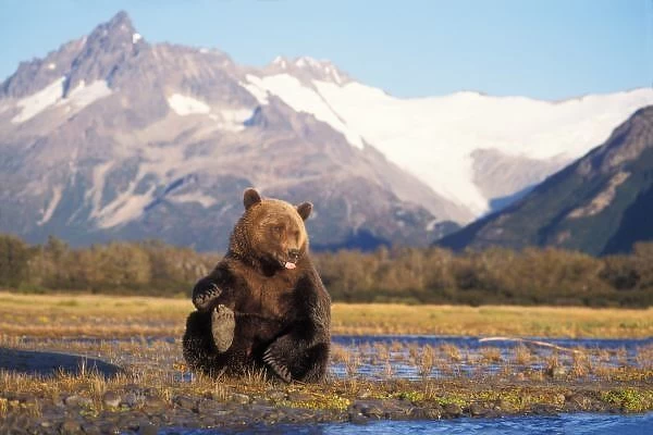 Brown bear, grizzly bear, in riverbed with mountain range in background, Katmai National Park