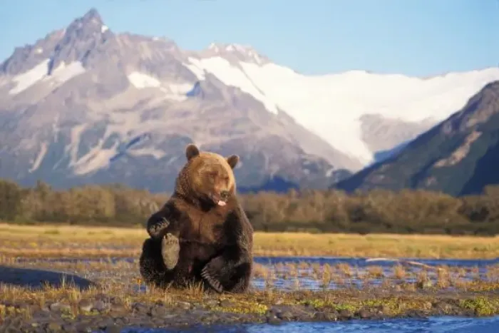 Framed Print : Brown bear, grizzly bear, in riverbed with mountain range in background, Katmai National Park