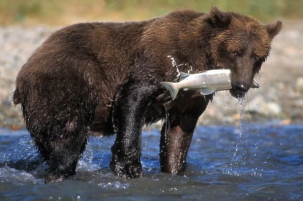 Brown bear, grizzly bear, with salmon catch, Katmai NP, Alaskan peninsula