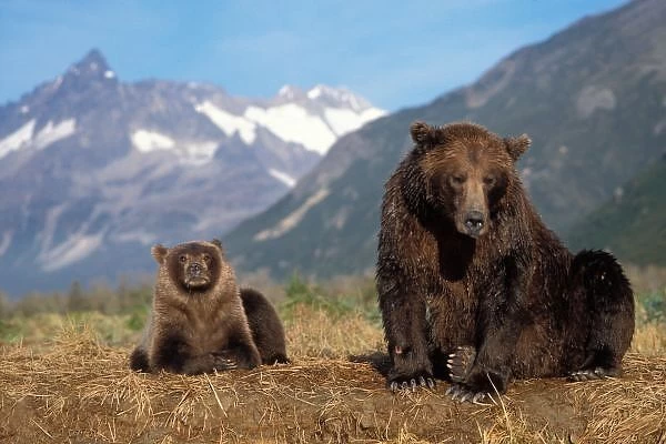 Brown bear, grizzly bear, sow with cub on riverbank, Katmai National Park, Alaskan