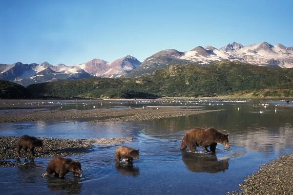 Brown bear, grizzly bear, sow and cubs in riverbed, mountain range in background