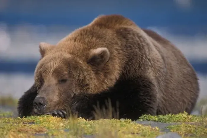 Framed Print : Brown bear, grizzly bear, taking a nap, Katmai National Park, Alaskan peninsula Framed Print : Brown bear, grizzly bear, taking a nap, Katmai National Park, Alaskan peninsula