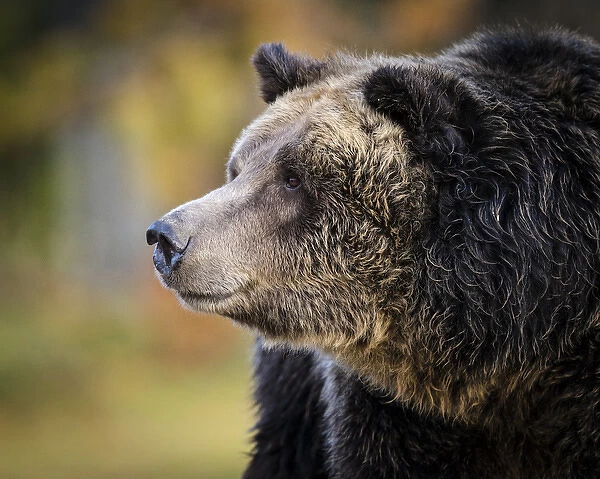 Brown Bear  /  Grizzly, Ursus arctos, West Yellowstone, MT, MR