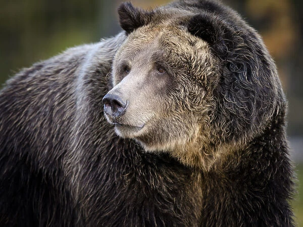 Brown Bear  /  Grizzly, Ursus arctos, West Yellowstone, MT, controlled, (MR)