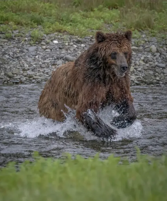 Framed Print : Brown bear jumps at a salmon at Pack Creek Framed Print : Brown bear jumps at a salmon at Pack Creek
