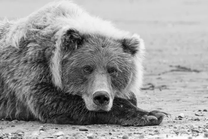 Framed Print : Brown bear resting on the beach, Silver Salmon Creek, Lake Clark National Park, Alaska