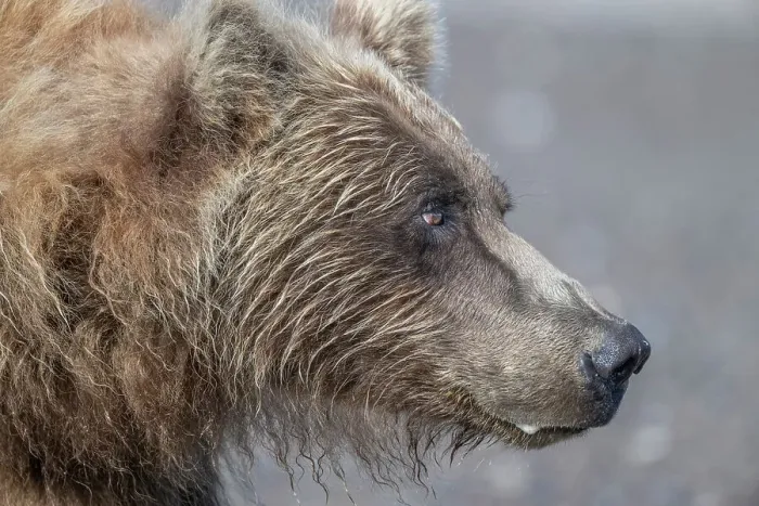 Framed Print : Brown bear shows its profile Framed Print : Brown bear shows its profile