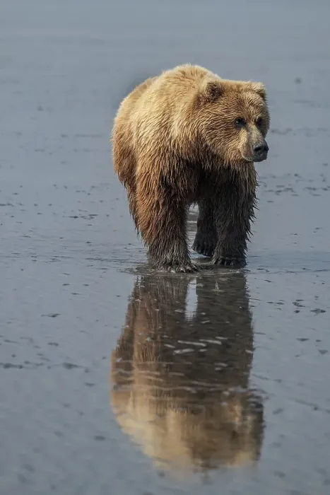 Framed Print : Brown bear sow goes clamming on mud flats at Lake Clark