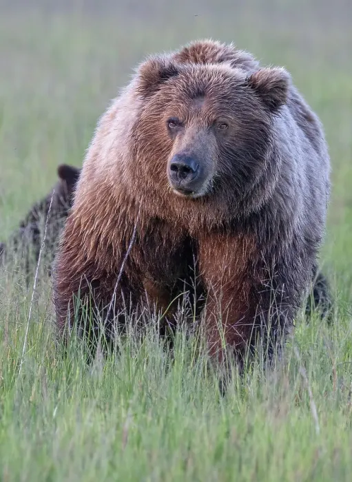 Framed Print : Brown bear sow goes eye to eye with the photographer