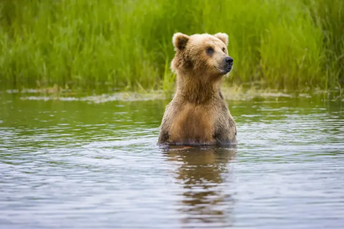Framed Print : Brown Bear standing on Brooks River, Katmai National Park, Alaska, USA
