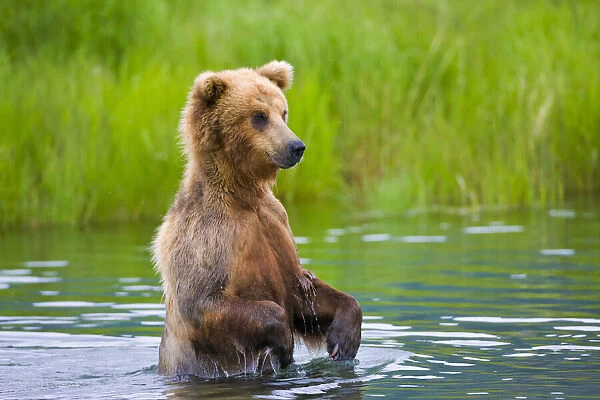 Brown Bear standing in Brooks River, Katmai National Park, Alaska, USA