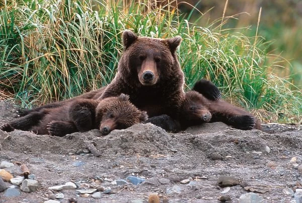 Brown Bear, Ursus