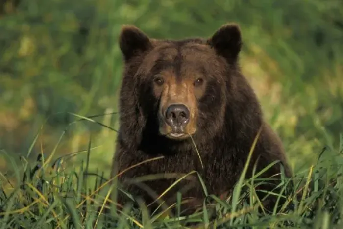 Framed Print : brown bear, Ursus Framed Print : brown bear, Ursus