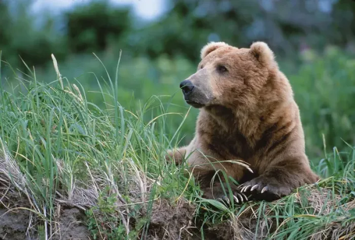 Framed Print : Brown Bear, Ursus arctos, Alaska, Alaska Peninsula, Katmai National Park, Male Boar Framed Print : Brown Bear, Ursus arctos, Alaska, Alaska Peninsula, Katmai National Park, Male Boar