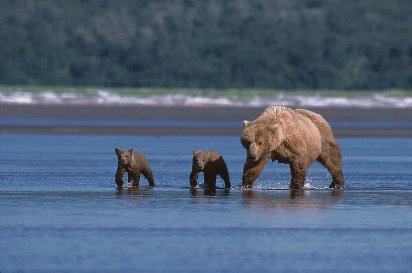Brown Bear, Ursus arctos, Alaska Peninsula, Sow with Cubs, Katmai National Park