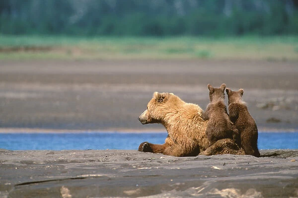 Brown Bear, Ursus arctos, Alaska Peninsula, Sow with Cubs, Katmai National Park